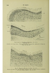 Vergleichende Lokalisationslehre der Grosshirnrinde in ihren Prinzipien dargestellt auf Grund des Zellenbaues.pdf