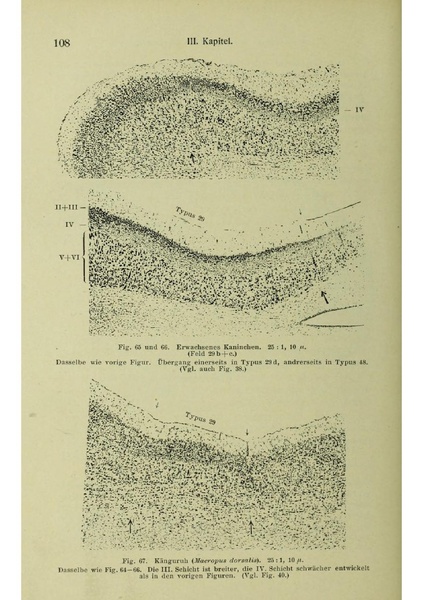 Vergleichende Lokalisationslehre der Grosshirnrinde in ihren Prinzipien dargestellt auf Grund des Zellenbaues.pdf