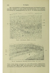 Vergleichende Lokalisationslehre der Grosshirnrinde in ihren Prinzipien dargestellt auf Grund des Zellenbaues.pdf