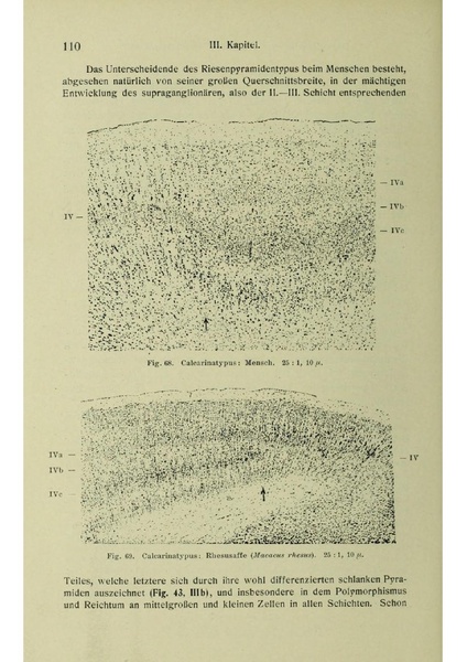 Vergleichende Lokalisationslehre der Grosshirnrinde in ihren Prinzipien dargestellt auf Grund des Zellenbaues.pdf