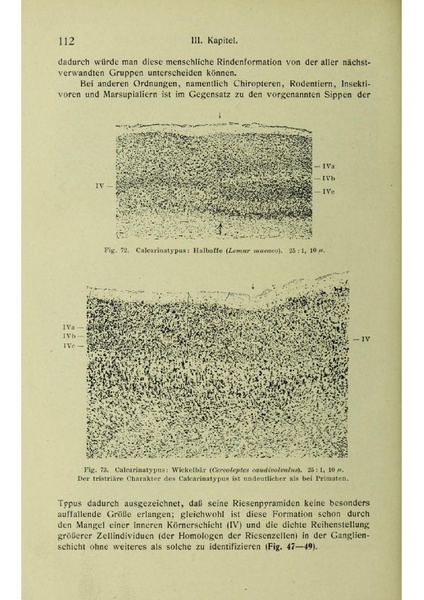 Vergleichende Lokalisationslehre der Grosshirnrinde in ihren Prinzipien dargestellt auf Grund des Zellenbaues.pdf