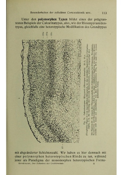 Vergleichende Lokalisationslehre der Grosshirnrinde in ihren Prinzipien dargestellt auf Grund des Zellenbaues.pdf