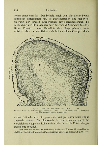Vergleichende Lokalisationslehre der Grosshirnrinde in ihren Prinzipien dargestellt auf Grund des Zellenbaues.pdf