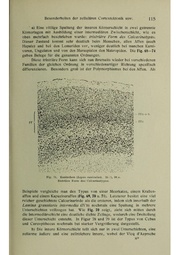 Vergleichende Lokalisationslehre der Grosshirnrinde in ihren Prinzipien dargestellt auf Grund des Zellenbaues.pdf
