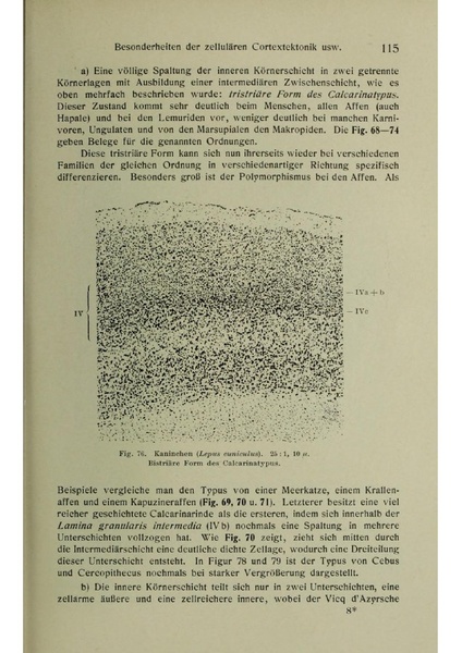 Vergleichende Lokalisationslehre der Grosshirnrinde in ihren Prinzipien dargestellt auf Grund des Zellenbaues.pdf