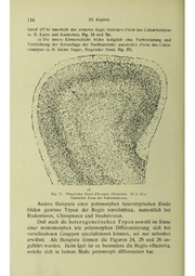 Vergleichende Lokalisationslehre der Grosshirnrinde in ihren Prinzipien dargestellt auf Grund des Zellenbaues.pdf