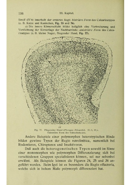 Vergleichende Lokalisationslehre der Grosshirnrinde in ihren Prinzipien dargestellt auf Grund des Zellenbaues.pdf