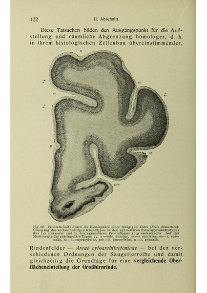 Vergleichende Lokalisationslehre der Grosshirnrinde in ihren Prinzipien dargestellt auf Grund des Zellenbaues.pdf