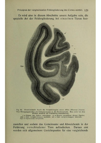 Vergleichende Lokalisationslehre der Grosshirnrinde in ihren Prinzipien dargestellt auf Grund des Zellenbaues.pdf