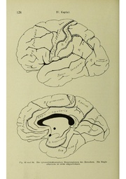 Vergleichende Lokalisationslehre der Grosshirnrinde in ihren Prinzipien dargestellt auf Grund des Zellenbaues.pdf