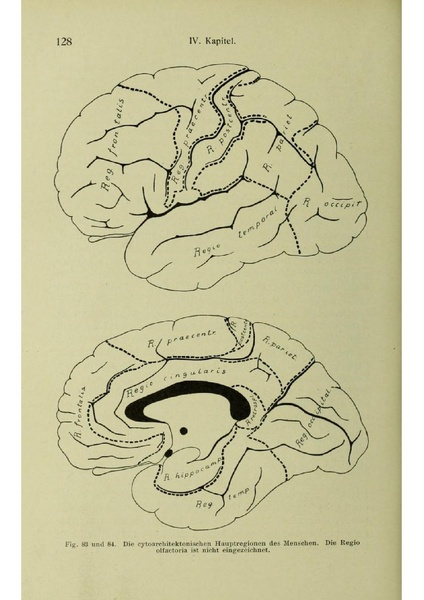 Vergleichende Lokalisationslehre der Grosshirnrinde in ihren Prinzipien dargestellt auf Grund des Zellenbaues.pdf