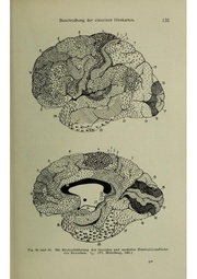 Vergleichende Lokalisationslehre der Grosshirnrinde in ihren Prinzipien dargestellt auf Grund des Zellenbaues.pdf