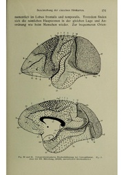 Vergleichende Lokalisationslehre der Grosshirnrinde in ihren Prinzipien dargestellt auf Grund des Zellenbaues.pdf