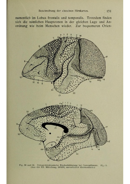 Vergleichende Lokalisationslehre der Grosshirnrinde in ihren Prinzipien dargestellt auf Grund des Zellenbaues.pdf