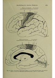 Vergleichende Lokalisationslehre der Grosshirnrinde in ihren Prinzipien dargestellt auf Grund des Zellenbaues.pdf
