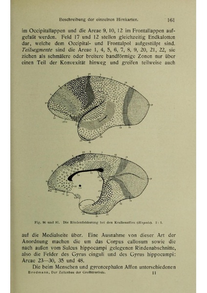 Vergleichende Lokalisationslehre der Grosshirnrinde in ihren Prinzipien dargestellt auf Grund des Zellenbaues.pdf