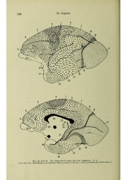 Vergleichende Lokalisationslehre der Grosshirnrinde in ihren Prinzipien dargestellt auf Grund des Zellenbaues.pdf