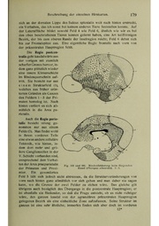 Vergleichende Lokalisationslehre der Grosshirnrinde in ihren Prinzipien dargestellt auf Grund des Zellenbaues.pdf