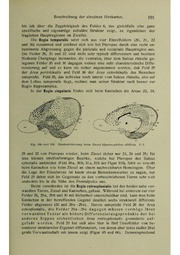 Vergleichende Lokalisationslehre der Grosshirnrinde in ihren Prinzipien dargestellt auf Grund des Zellenbaues.pdf