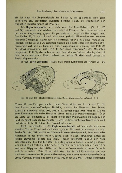 Vergleichende Lokalisationslehre der Grosshirnrinde in ihren Prinzipien dargestellt auf Grund des Zellenbaues.pdf