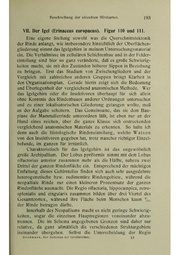 Vergleichende Lokalisationslehre der Grosshirnrinde in ihren Prinzipien dargestellt auf Grund des Zellenbaues.pdf