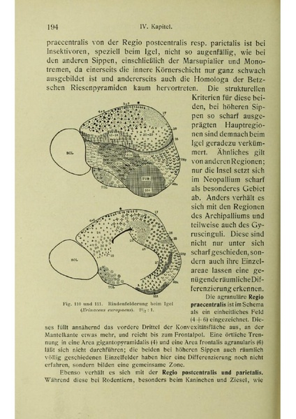 Vergleichende Lokalisationslehre der Grosshirnrinde in ihren Prinzipien dargestellt auf Grund des Zellenbaues.pdf
