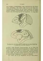 Vergleichende Lokalisationslehre der Grosshirnrinde in ihren Prinzipien dargestellt auf Grund des Zellenbaues.pdf