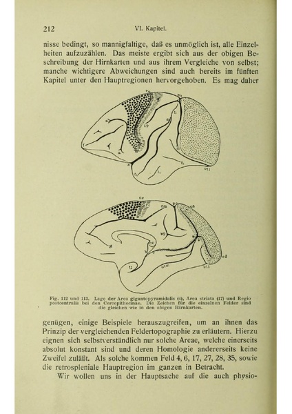 Vergleichende Lokalisationslehre der Grosshirnrinde in ihren Prinzipien dargestellt auf Grund des Zellenbaues.pdf