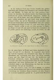 Vergleichende Lokalisationslehre der Grosshirnrinde in ihren Prinzipien dargestellt auf Grund des Zellenbaues.pdf