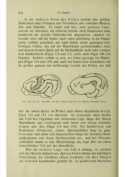 Vergleichende Lokalisationslehre der Grosshirnrinde in ihren Prinzipien dargestellt auf Grund des Zellenbaues.pdf