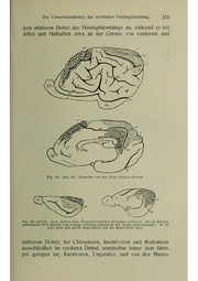Vergleichende Lokalisationslehre der Grosshirnrinde in ihren Prinzipien dargestellt auf Grund des Zellenbaues.pdf