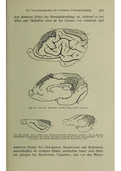 Vergleichende Lokalisationslehre der Grosshirnrinde in ihren Prinzipien dargestellt auf Grund des Zellenbaues.pdf