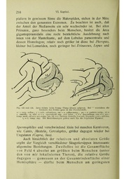 Vergleichende Lokalisationslehre der Grosshirnrinde in ihren Prinzipien dargestellt auf Grund des Zellenbaues.pdf