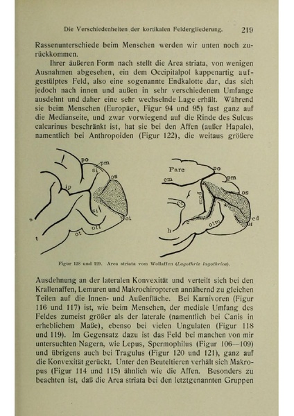 Vergleichende Lokalisationslehre der Grosshirnrinde in ihren Prinzipien dargestellt auf Grund des Zellenbaues.pdf