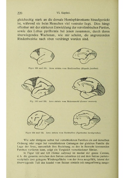 Vergleichende Lokalisationslehre der Grosshirnrinde in ihren Prinzipien dargestellt auf Grund des Zellenbaues.pdf