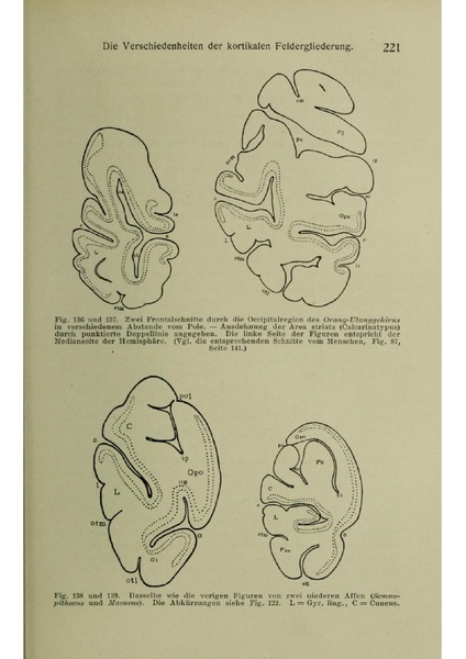 Vergleichende Lokalisationslehre der Grosshirnrinde in ihren Prinzipien dargestellt auf Grund des Zellenbaues.pdf