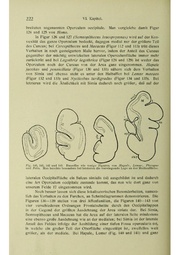 Vergleichende Lokalisationslehre der Grosshirnrinde in ihren Prinzipien dargestellt auf Grund des Zellenbaues.pdf