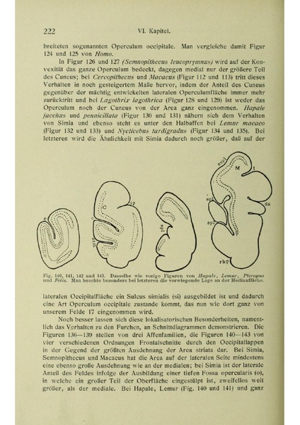 Vergleichende Lokalisationslehre der Grosshirnrinde in ihren Prinzipien dargestellt auf Grund des Zellenbaues.pdf