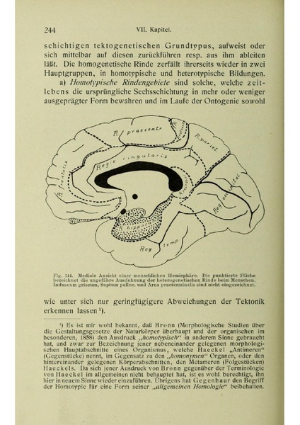 Vergleichende Lokalisationslehre der Grosshirnrinde in ihren Prinzipien dargestellt auf Grund des Zellenbaues.pdf