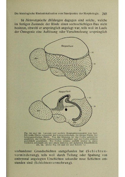 Vergleichende Lokalisationslehre der Grosshirnrinde in ihren Prinzipien dargestellt auf Grund des Zellenbaues.pdf