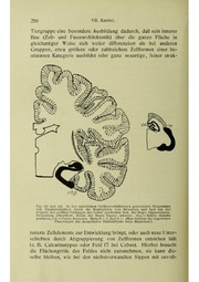 Vergleichende Lokalisationslehre der Grosshirnrinde in ihren Prinzipien dargestellt auf Grund des Zellenbaues.pdf