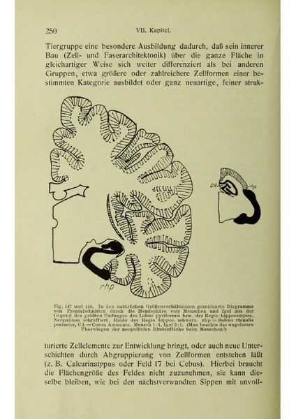 Vergleichende Lokalisationslehre der Grosshirnrinde in ihren Prinzipien dargestellt auf Grund des Zellenbaues.pdf