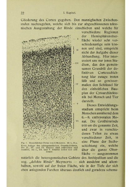 Vergleichende Lokalisationslehre der Grosshirnrinde in ihren Prinzipien dargestellt auf Grund des Zellenbaues.pdf