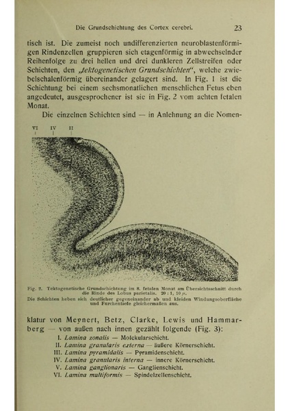 Vergleichende Lokalisationslehre der Grosshirnrinde in ihren Prinzipien dargestellt auf Grund des Zellenbaues.pdf