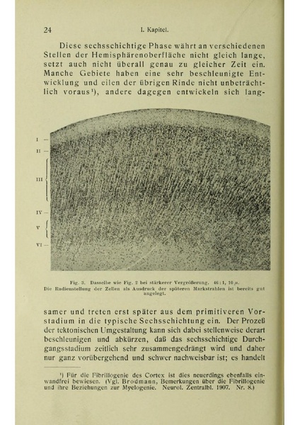 Vergleichende Lokalisationslehre der Grosshirnrinde in ihren Prinzipien dargestellt auf Grund des Zellenbaues.pdf