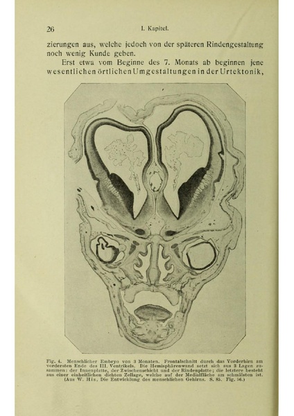 Vergleichende Lokalisationslehre der Grosshirnrinde in ihren Prinzipien dargestellt auf Grund des Zellenbaues.pdf