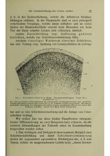 Vergleichende Lokalisationslehre der Grosshirnrinde in ihren Prinzipien dargestellt auf Grund des Zellenbaues.pdf
