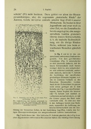 Vergleichende Lokalisationslehre der Grosshirnrinde in ihren Prinzipien dargestellt auf Grund des Zellenbaues.pdf