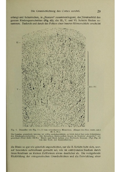 Vergleichende Lokalisationslehre der Grosshirnrinde in ihren Prinzipien dargestellt auf Grund des Zellenbaues.pdf