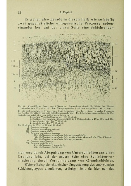 Vergleichende Lokalisationslehre der Grosshirnrinde in ihren Prinzipien dargestellt auf Grund des Zellenbaues.pdf